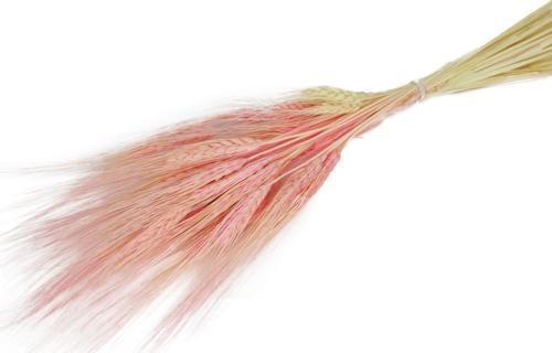 Kuru Çiçek Doğal Pembe Başak 35gram 1. Kalite Şoklanmış Bozulmaz
