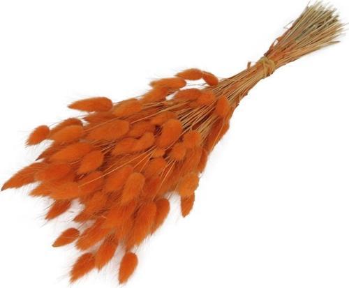Kuru Çiçek Doğal Turuncu Pamuk Otu 20gram 1. Kalite Şoklanmış Bozulmaz