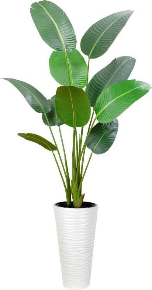 Yapay Ağacı Beyaz 57cm Uzun Kumsal Vazoda Muz Ağacı Yapay Starliçe 195cm 10 Yaprak