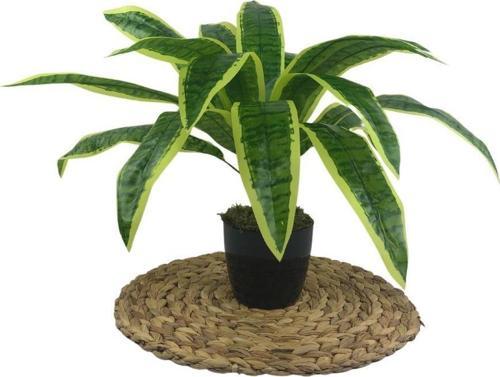 Yapay Çiçek Masengena Sansevieria 12 Dal 40*50cm Salon Çiçeği Plastik Siyah Saksılı Yapay Bitki