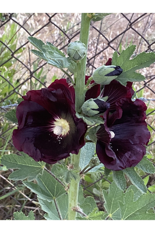 Bordo Hatmi Çiçeği Tohumu 5 Adet