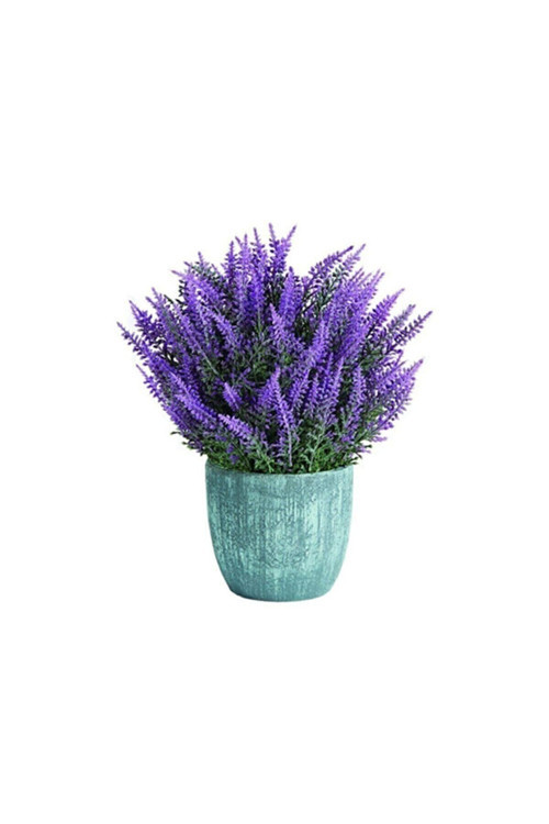 Nadir Ithal Mis Kokulu Ingiliz Lavanta Çiçeği Tohumu 20 Adet Lavanta Tohumu