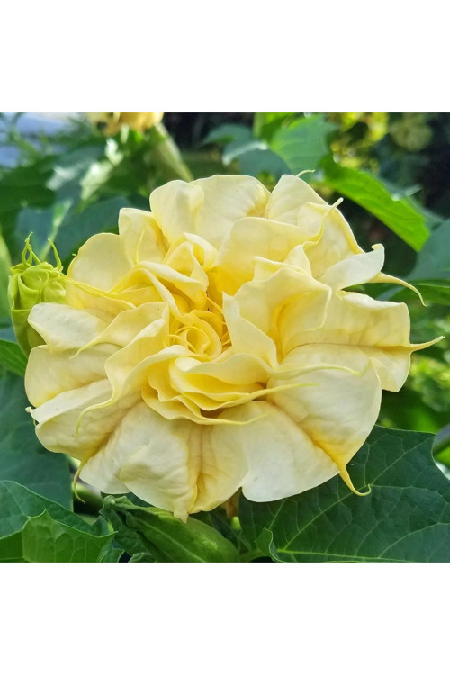 Katmerli sarı datura tohumu ballerina serisi ( 20 tohum )