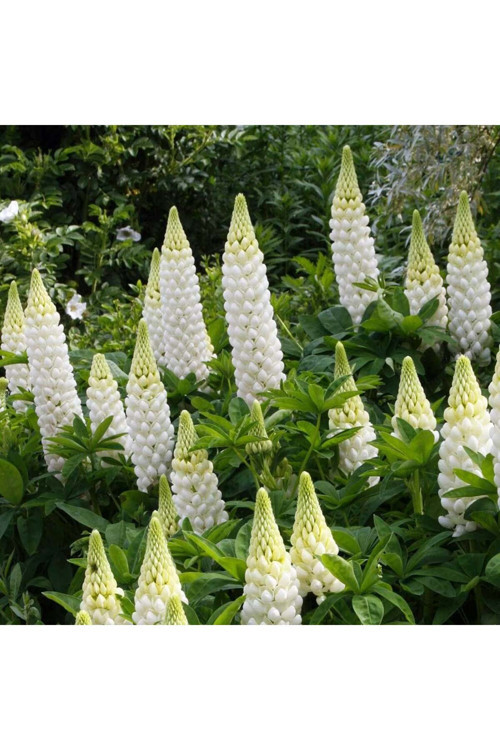 Noble Maiden lupin tohumu acı bakla çiçeği lupinus russel