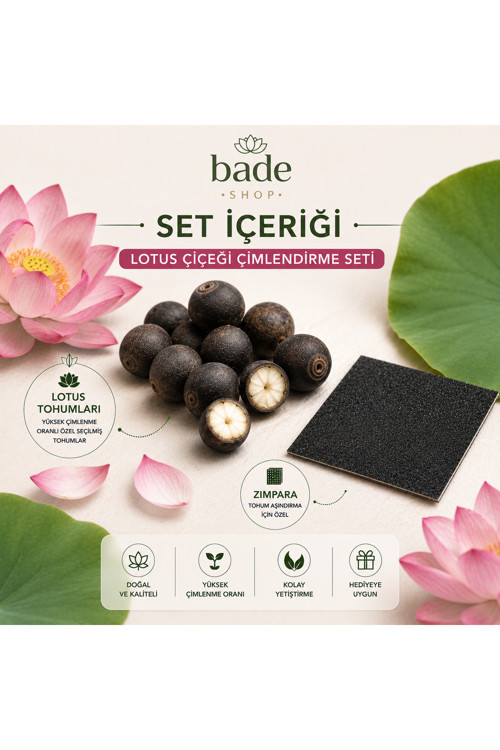 7 Adet Nilüfer (Lotus) Çiçeği Tohumu Çimlendirme Seti – Zımpara ve Rehber Kitapçık Dahil