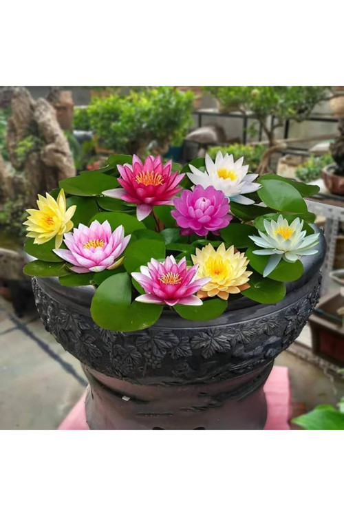 15 Adet Tohum Katmerli Karışık Renkli Nilüfer Su Çiçeği Lotusa Lotus Tohumu Taze Hasat
