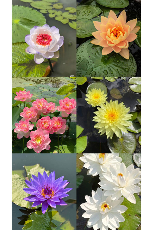 Lotus Çiçeği Tohumu Nilüfer Çiçeği 20 Adet Karışık Renkli Lotus Su Ve Toprak Da Yetişir 🪷