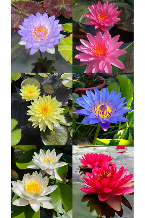 Lotus Çiçeği Tohumu Nilüfer Çiçeği 3 Adet Karışık Renklerde Lotus Tohumu