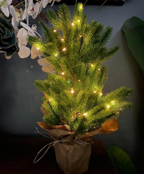 Yılbaşı Ağacı Led Işıklı Yapay Çam Ağacı Kraft Saksıda 55cm
