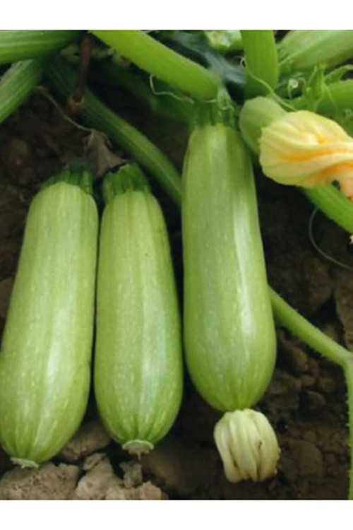 Garden Doğal Sakız Tipi Dolmalık Kabak Tohumu 20 Ad. Tohum