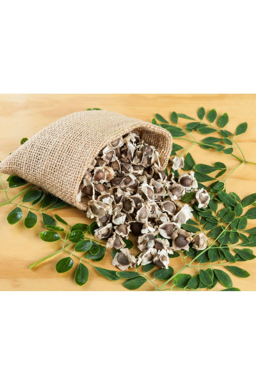 Moringa ağacı tohumu 5 Adet Tane - Mucize Ağaç