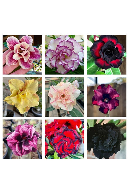 10 Adet Karışık Renklerde Adenium Çöl Gülü Tohumu