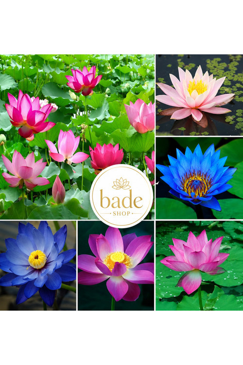 6 Adet Karışık Renklerde Lotus (Nilüfer) Çiçeği Tohumu