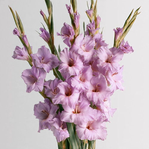 2 Adet Lila Glayör Swan Gladiolus Çiçeği Soğanı