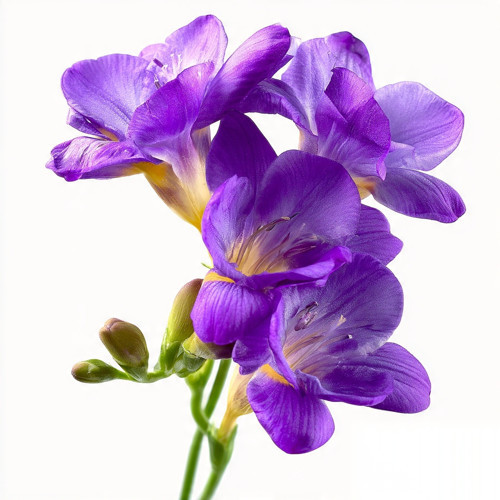 50 Adet Mor Frezya Çiçeği Soğanı Katmerli Mis Kokulu