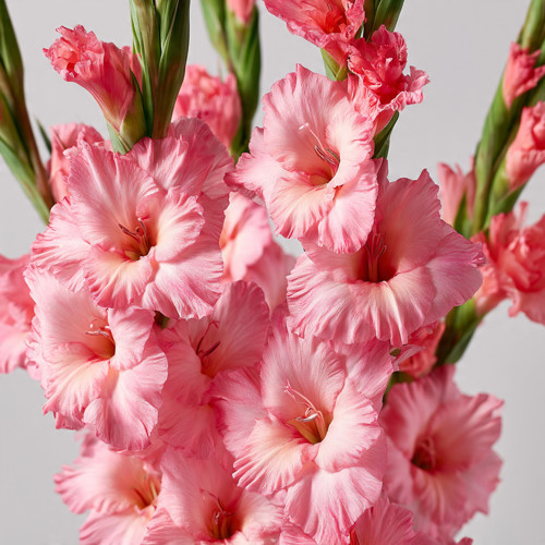 3 Adet Pembe Glayöl Swan Gladiolus Çiçeği Soğanı