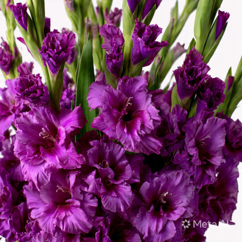5 Adet Mor Glayöl Swan Gladiolus Çiçeği Soğanı