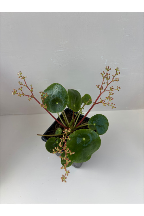 Pilea (Çin para bitkisi )