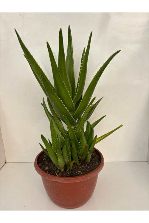 Aloe Arborescens