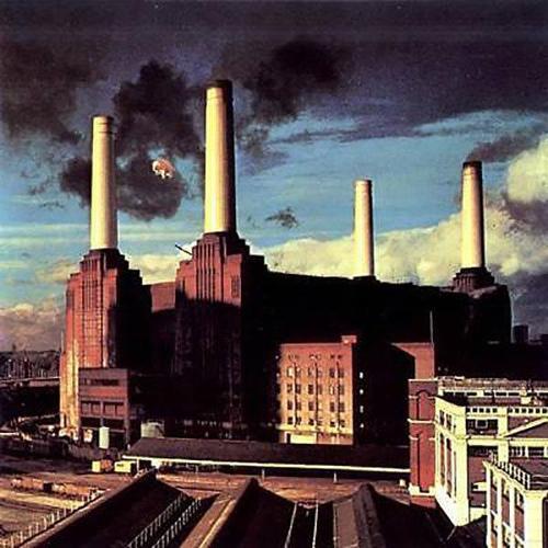 Animals (2016 Edition) Plak