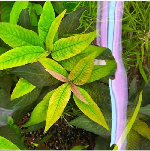 Nomaphila Siamensis Compact Saksı Canlı Bitki
