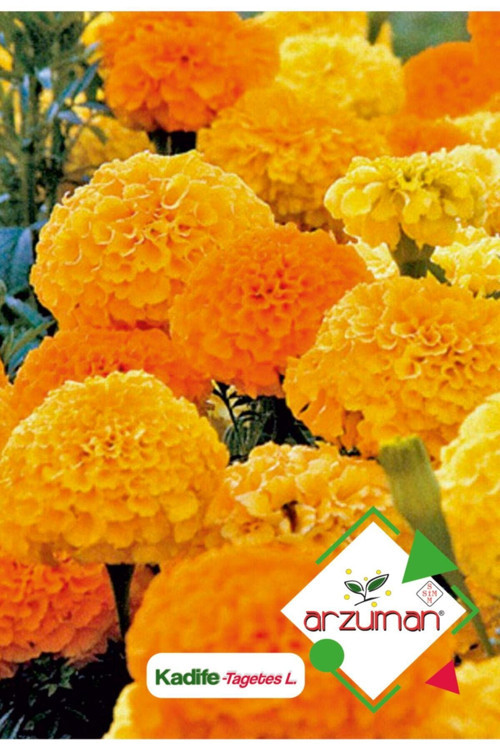 Kadife (tagetes L.) Çiçek Tohumu 50 Adet
