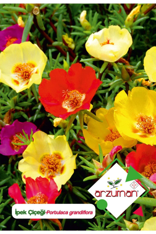 Ipek (portulaca Grandiflora) Çiçek Tohumu 100 Adet