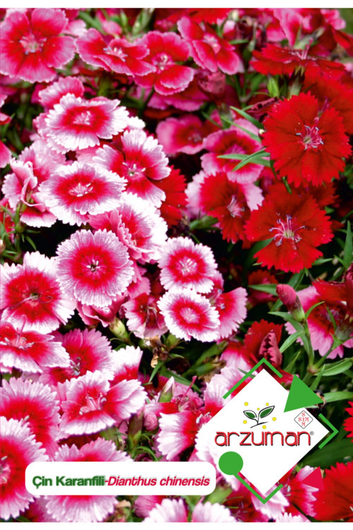 Çin Karanfili (dianthus Chinensis) Çiçek Tohumu 100 Adet