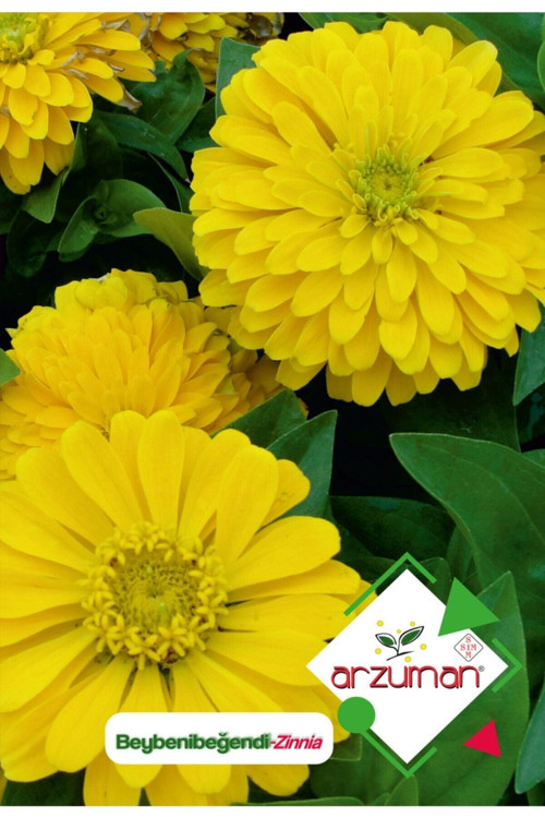 Beybenibeğendi (zinnia) Çiçek Tohumu 30 Adet