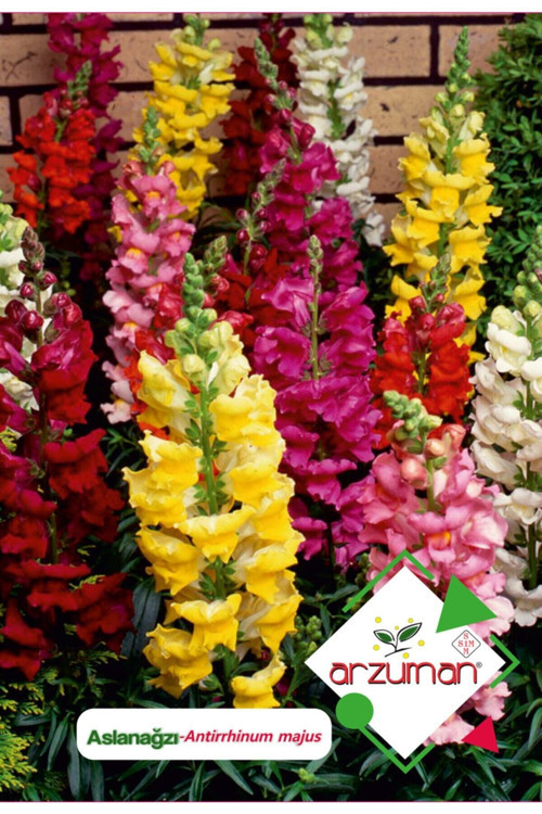 Aslanağzı (antirrhinum Majus) Çiçek Tohumu 100 Adet