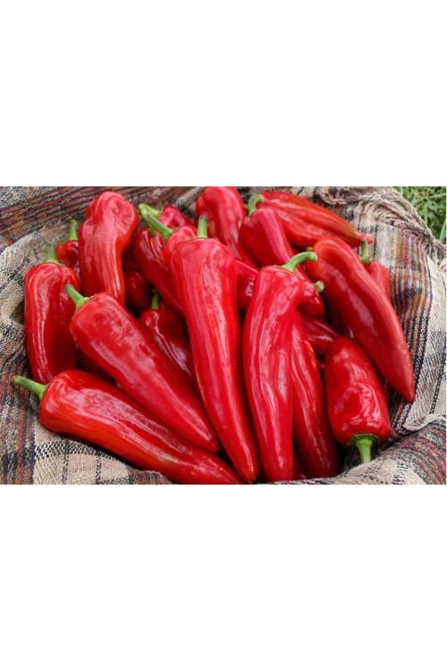 Kırmızı Biber 1 Kg
