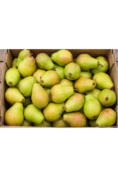 Armut 1 Kg