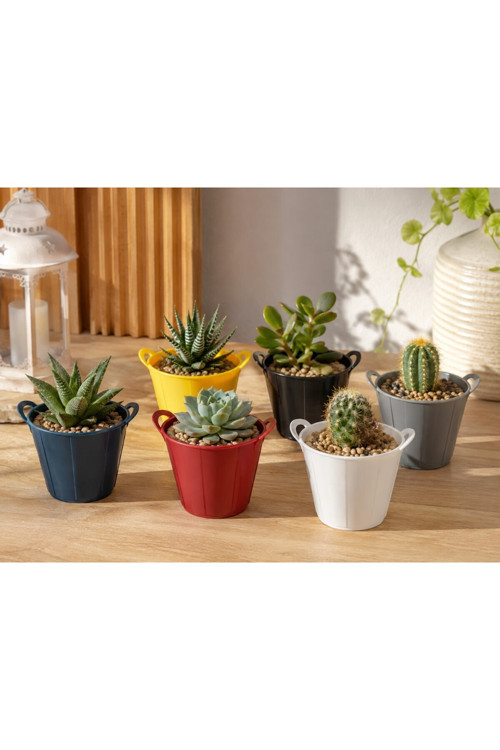 Kaktüs Sukulent Mini Saksı 6Lı Karışık Renk