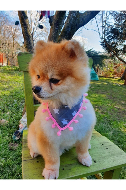 Yıldızlı Köpek Fuları (20-30 Cm)