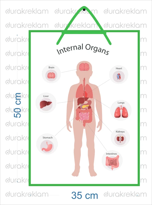 İngilizce İç Organlar Öğretici Poster