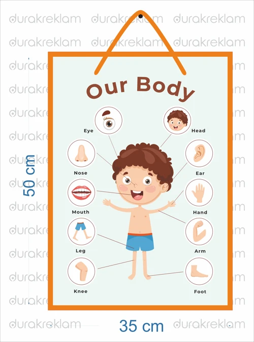 Vücudumuz Organlar Tanıtıcı Poster İngilizce