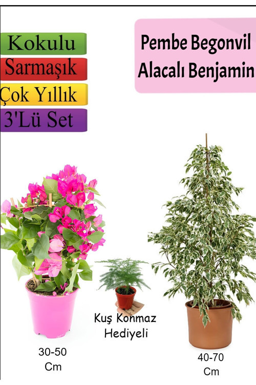 Beyaz Alacalı Benjamin Bitkisi+ Ağaç Menekşesi (Duranta)+ Tül Çiçeği Hediyeli