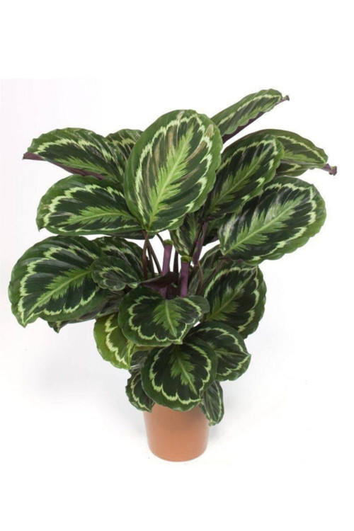 Dua Çiçeği Calathea Roseopicta Medallion Ev Bitkisi Ofis Bitkisi Fiyatı