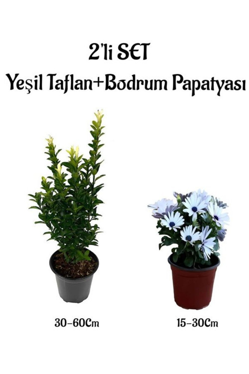 Yeşil RenkTaflan Çit Bitkisi+Beyaz Renk Bodrum Papatyası 2