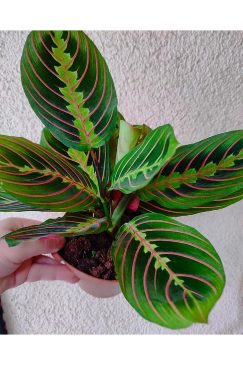 Kalatya Maranta-Dua Çiçeği-Salon bitkileri özel bitki