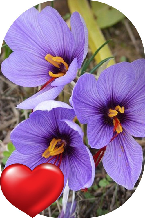 50 Adet Safranbolu Gerçek Safran Çiçeği Soğanı Crocus Sativus