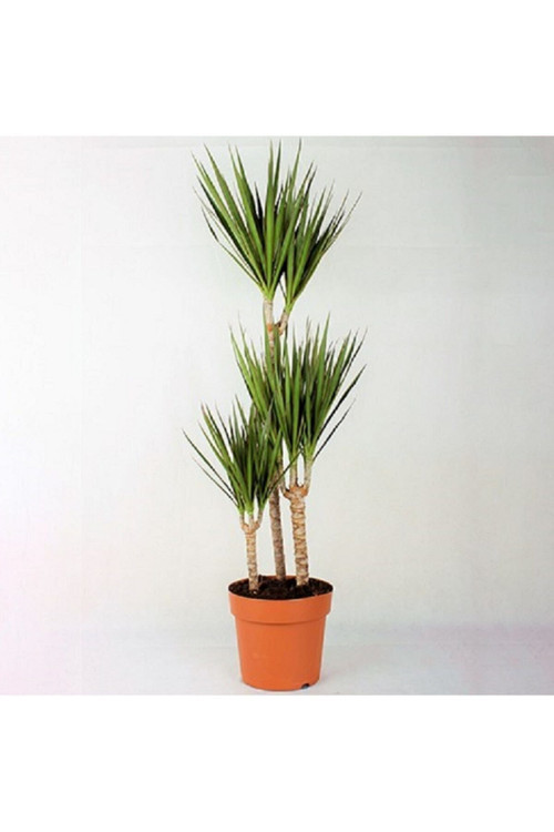 Marginata Bitkisi 3 Köklü Marginata Dracaena Ev Bitkisi Ofis Bitkisi Salon Bitkisi 120 130 Cm