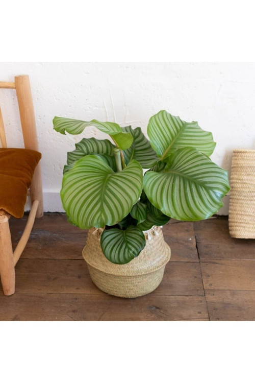 Calathea Orbifolia Dua Çiçeği