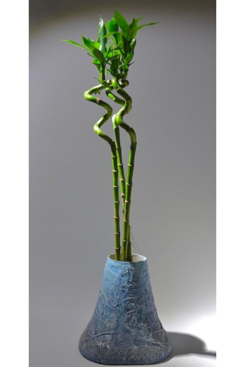 Ithal Dal Bambu Lucky Bamboo Şans Bambu 3 Lü 65-70 Cm Salon Ev Bitkisi