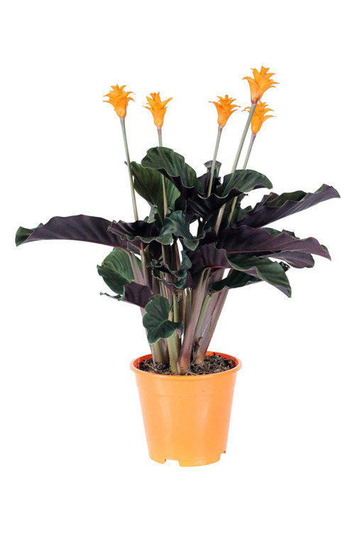Calathea Crocata Tassmania Dua Çiçeği 40 cm