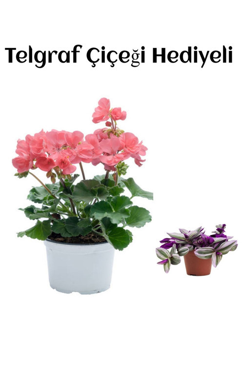 Hediyelik Toz Pembe Sardunya Çiçeği Sevgililer Gününe Özel TELGRAF HEDİYELİ