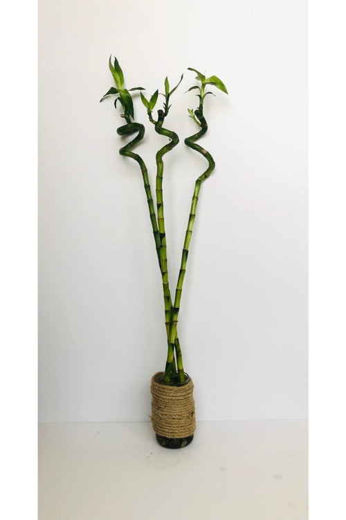 3 Adet 60-70 Cm Şans Bambusu - Lucky Bamboo