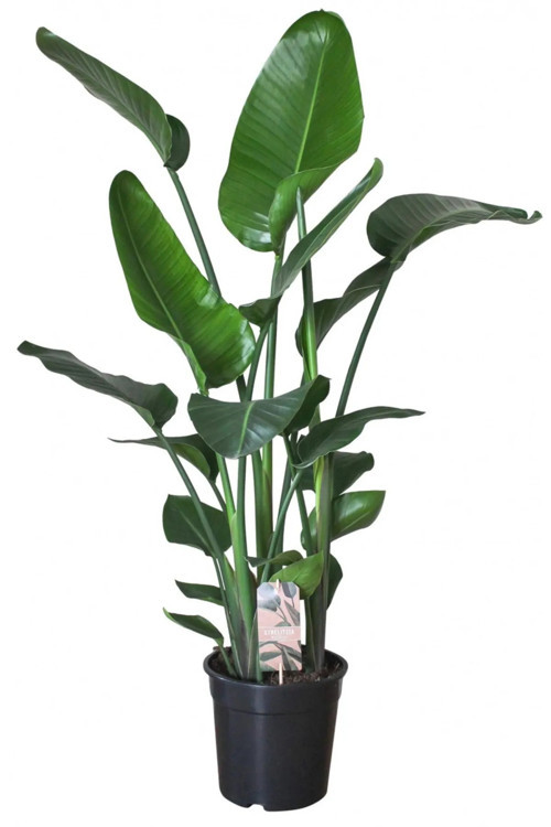 Strelitzia Starliçe 80-110 cm Boyunda Çift Gövdeli Salon Bitkisi İç Mekan Bitkisi