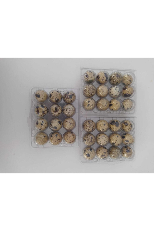Kuluçkalık 36 Lı Bıldırcın Yumurtası(Jumbo)