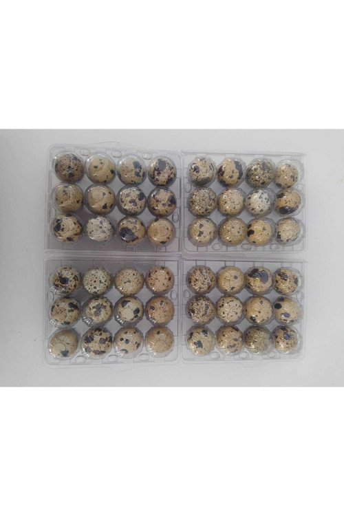 Kuluçkalık 48 Li Bıldırcın Yumurtası(Karışık Cins)